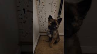 Puppy Growth Chart - 10 weeks old #shorts