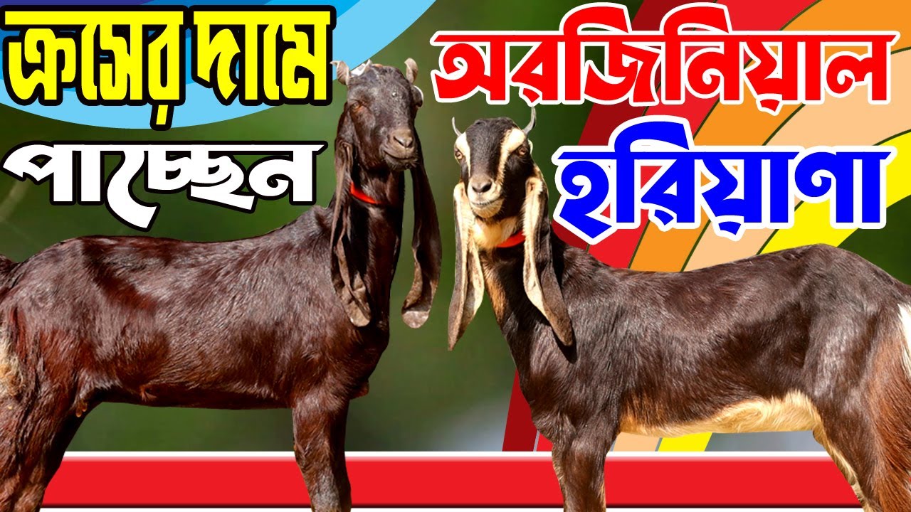 কম বাজেটে পাচ্ছেন আপনার পছন্দের অরিজিনাল ও উন্নত হাই কোয়ালিটি হরিয়াণা বিটোল ও তোতাপুরী ছাগল