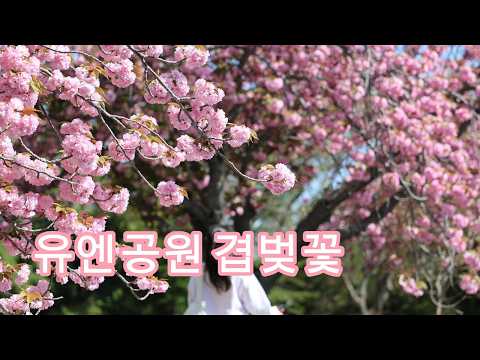 부산 겹벚꽃 대표 명소 유엔공원 겹벚꽃