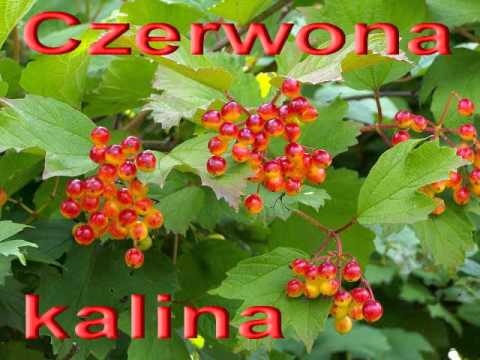 Калина цвет аллигатор