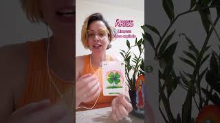 ÁRIES SEMANAL #martinhatarot #tarot #aries #limpezaespiritual #tarosignos