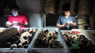 DAY OLD CHICKS SEXING
