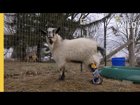 A Goat Gets a Prosthetic Leg  | Wizard of Paws