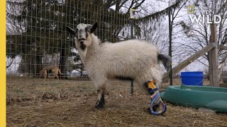 A Goat Gets a Prosthetic Leg  | Wizard of Paws