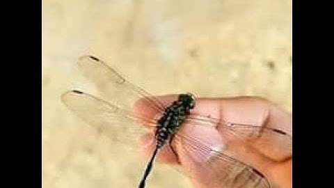 Tuổi thơ ai còn nhớ!!! | Bắt Chuồn Chuồn