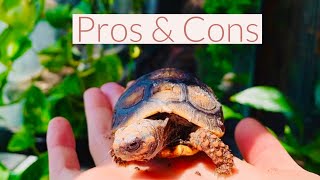 Red Footed Tortoise Pros & Cons!