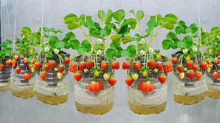 I wish I knew about these strawberry growing methods sooner, the fruits are big and very sweet