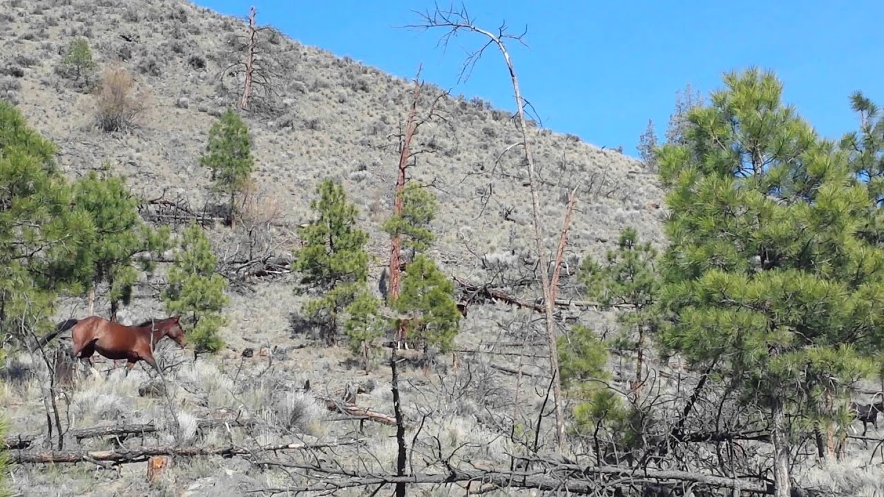 Wild Horses in Kamloops BC Canada YouTube