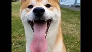 Dogs That Will Make You Smile by Wild Wild Pets 187 views 5 years ago 3 minutes, 2 seconds