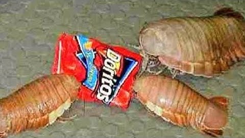 All My Fan Made Events In Nico