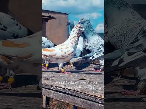 most beautiful pigeons #pigeon #kabootarloft05 #kabootarloft05