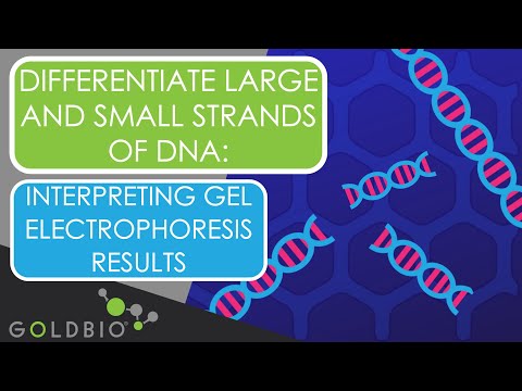 Video: Cum sortați și măsurați firele de ADN, chiar dacă sunt atât de mici?