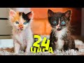 24 часа с новорожденными котятами и нашими домашними животными / SANI vlog