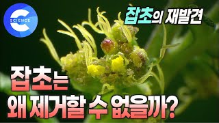 뽑아도 뽑아도 사라지지 않는 잡초의 미친 생명력 🌱 | 지구를 지키는 위대한 생명체 | 잡초의 반전 매력 | 자연재해에도 끄떡없는 잡초의 전략 | 야생초 | 벌 | 잡초