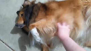 Sulking sheltie gets belly rubs