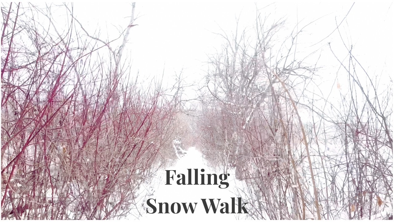 Falling Snow Walk at Picnic Point | Madison, Wisconsin