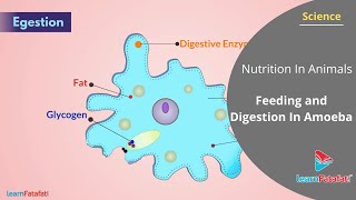 Nutrition In Animals Class 7 Science - Feeding and Digestion In Amoeba