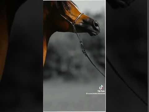 الله خلقنا فوق الأسياد ساده واعطي لنا هيبه وعزه ومقدار ما نقبل الذل وحنا سلاطين المهره الهاشميه