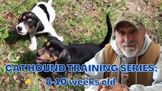 Ep. #1 Cat and Bear Hound Puppy Training:  Introduction to the New Pups