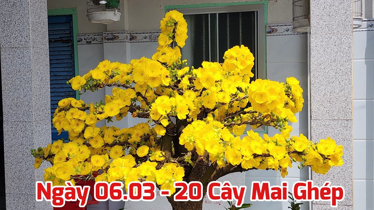 Ngày 06/03 - Bán 20 Cây Mai Ghép