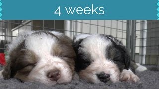 Puppies 4 Weeks | Australian Shepherds | Skaye's by LifeWithAussies 3,099 views 7 years ago 2 minutes