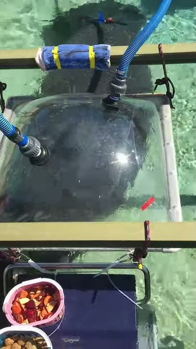 Resident Manatee Breath During Swimming Behavior - YouTube