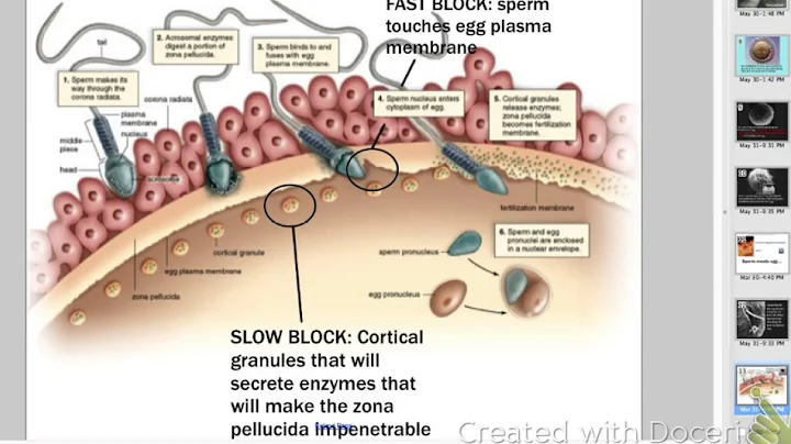 APBioCh 42: Animal Development Introduction