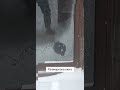 Инновации #cat #memes #shortvideo #shorts #winter #short #video #кот #зима #прикол #милота #юмор