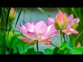 Beautiful Relaxing Music for Stress Relief - Inner Peace - Insomnia
