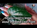 How to grow and care for Betel Leaf Plant-2024 / Betel leaf plant propagation #amritashaw #plants