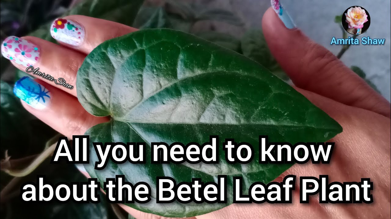 Как выращивать и ухаживать за растением из листьев бетеля-2024 / Размножение растения из листьев ...