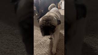 Mommy We Dont Like Your Antics. You Tell Us Everyday Its Dark. Its 0500..