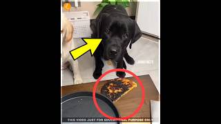 This Black Dog is Crying 😭 #shorts #viral