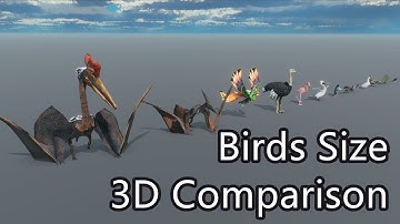 Birds Size 3D Comparison | Largest bird in the world