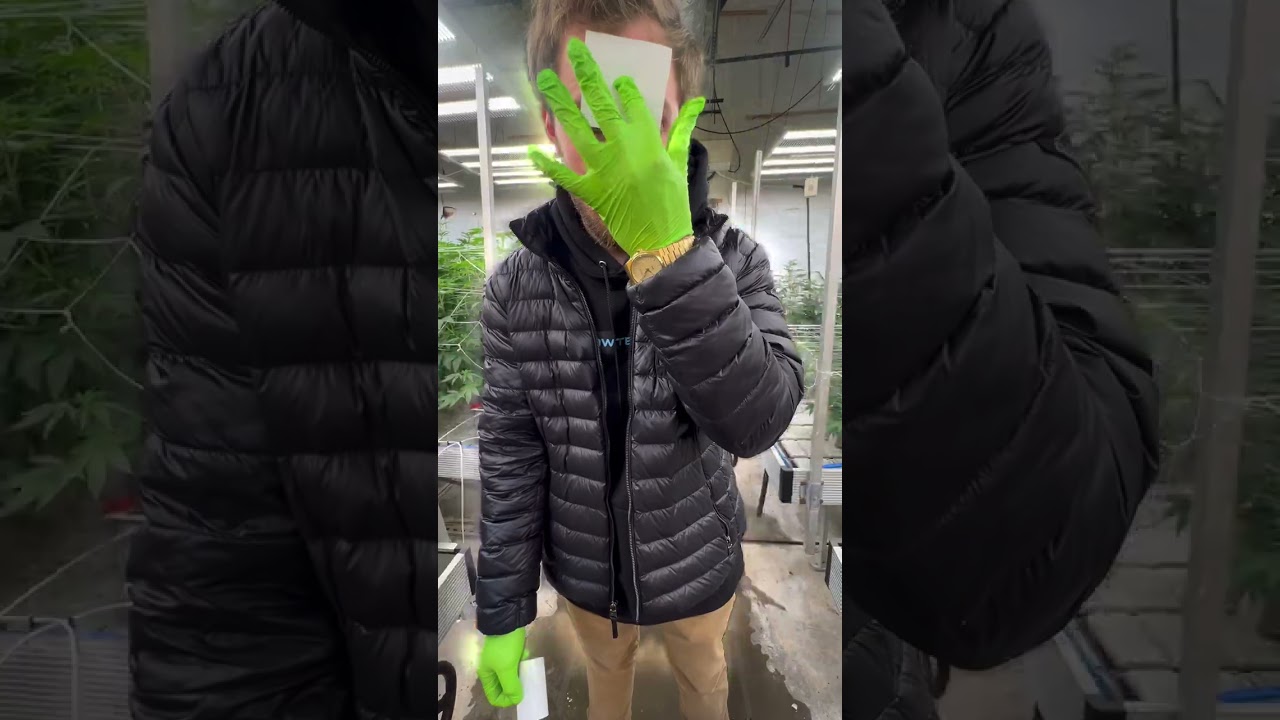 A Grower's New Best Friend!! Sticky Lid Sticky Traps!