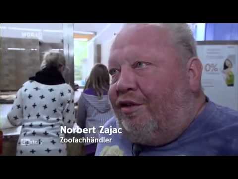 Video: Hundezucht