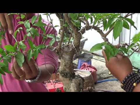 Video KS BONSAI 52. CÁCH UỐN DÂY KẼM TẠO DÁNG CHO CÂY BONSAI - youtube