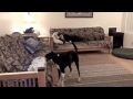 Cabin fever online class fenzi dog sports academy