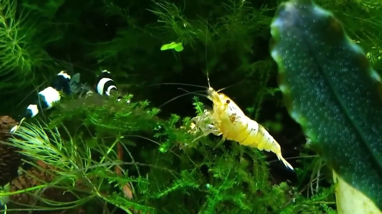 UPDATE: Taiwan Bee shrimp tank [HD]