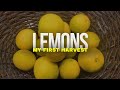 Improved Meyer Lemon Harvest | My First Lemon Harvest | Growing Lemons in Containers in Zone 9b