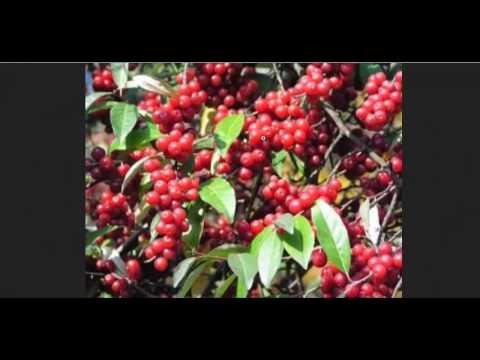 Nitrogen Fixing Trees For Permaculture Food Production ...