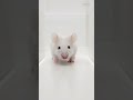 #NASA mice reveal what #space does to human fertility. But now they’re facing extermination.