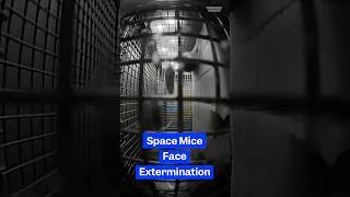 #NASA mice reveal what #space does to human fertility. But now they’re facing extermination.