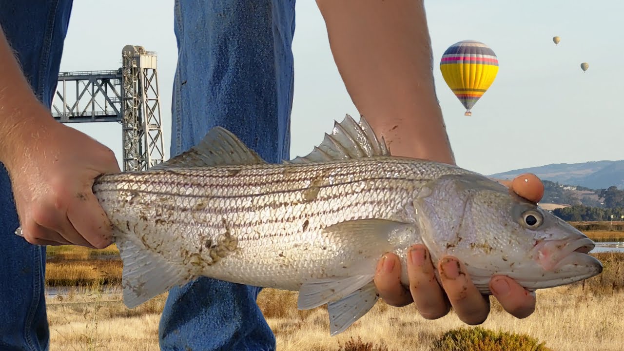 Bank fishing for Fall Stripers in wine country (Napa, CA) YouTube