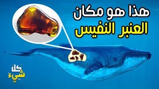 من أين يستخرجون العنبر النفيس ولماذا لا يستخدمه إلا الأغنياء فقط؟