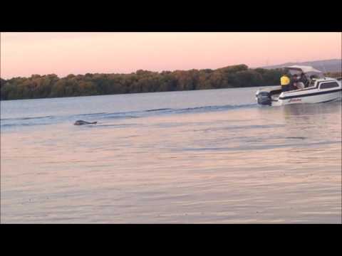 Garden Island Dolphins by Mr Wildlife Adelaide