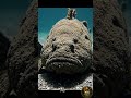 The Deadliest Venomous Fish Hiding in Shallow Water! 😱 | Wild Lens TV #short