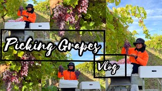 Picking Grapes in Mildura #Merry ribeiro vlog#