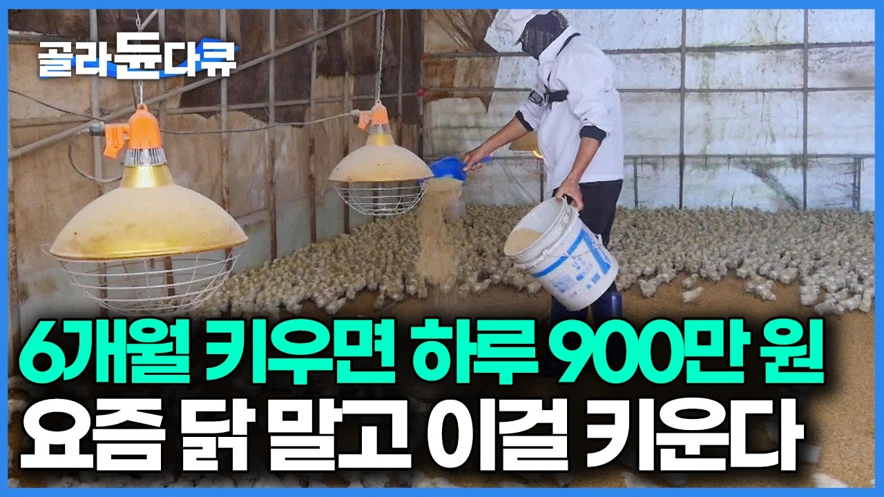 하루에 낳는 알만 3,000개 총 900만 원어치의 알을 매일 줍게 됐다, 닭보다 귀한 특수 품종｜극한직업｜#골라듄다큐
