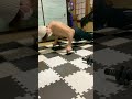 【挑戦】プランシェ7日目《プッシュアップバーを芯だけで腕立て伏せできるか！？》